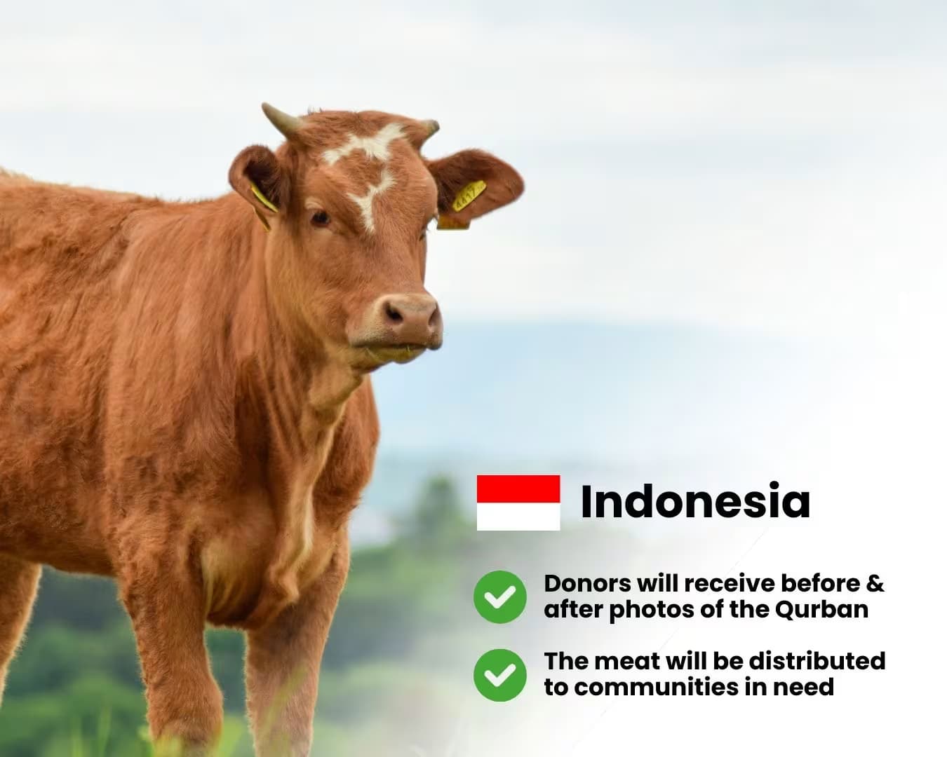 Cow for Qurban - Indonesia