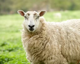Qurban