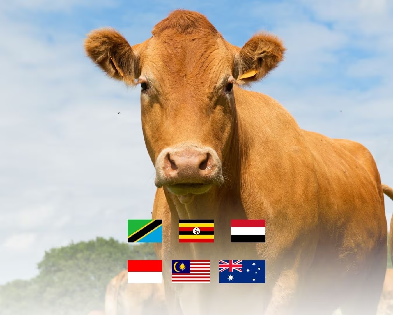 Cow for Qurban - Indonesia